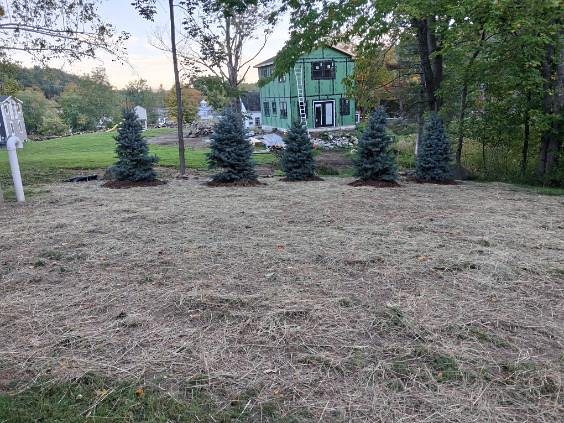 Spruce planted along the lawn