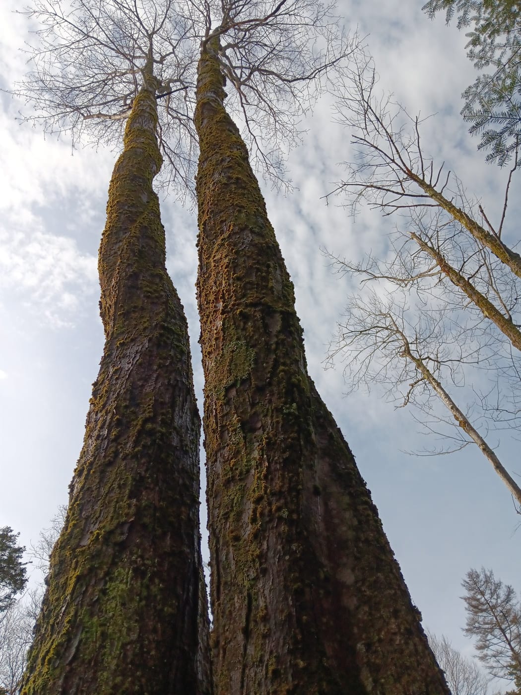 Tree service